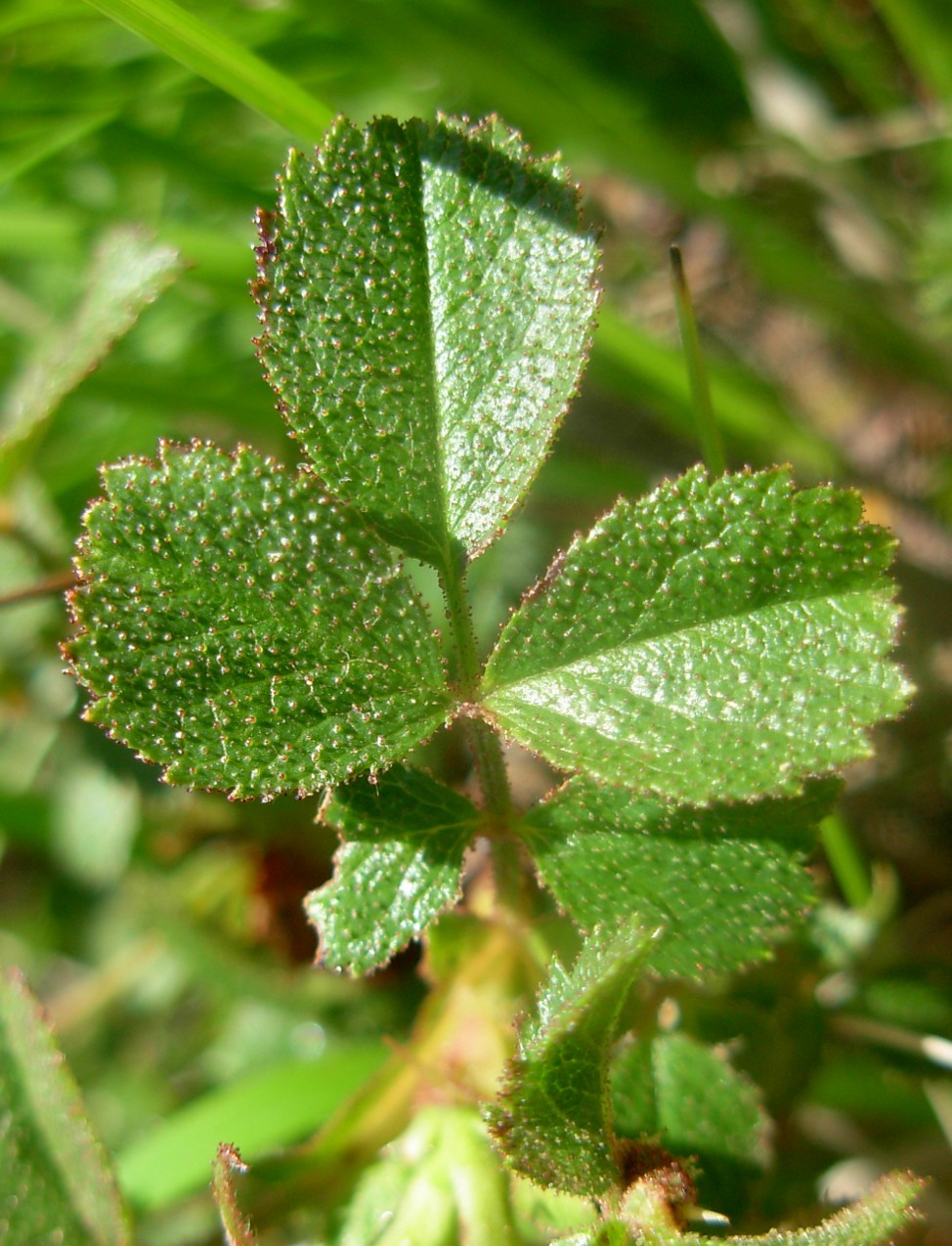 Rosa pulverulenta M. Bieb. / Rosa vischiosa